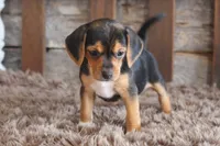 Barb, a female Beagle for sale in West Plains, MO – 5 of 5