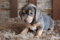 Bella, a female Beagle for sale in West Plains, MO – 5 of 7