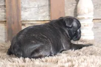 Frank, a male Frenchton for sale in West Plains, MO – 6 of 10