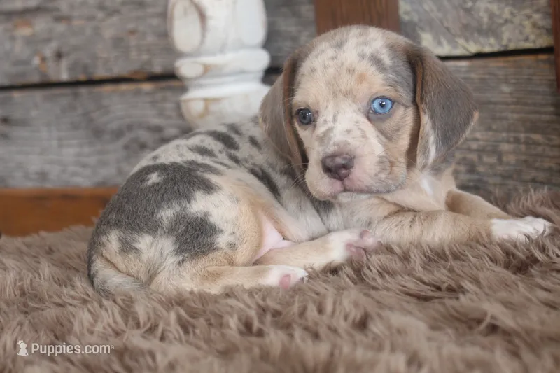 Brandon – Beagle puppy for sale in West Plains, MO