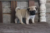 Phillip, a male Pug for sale in West Plains, MO – 6 of 6