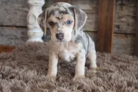 Betty, a female Beagle for sale in West Plains, MO – 2 of 5
