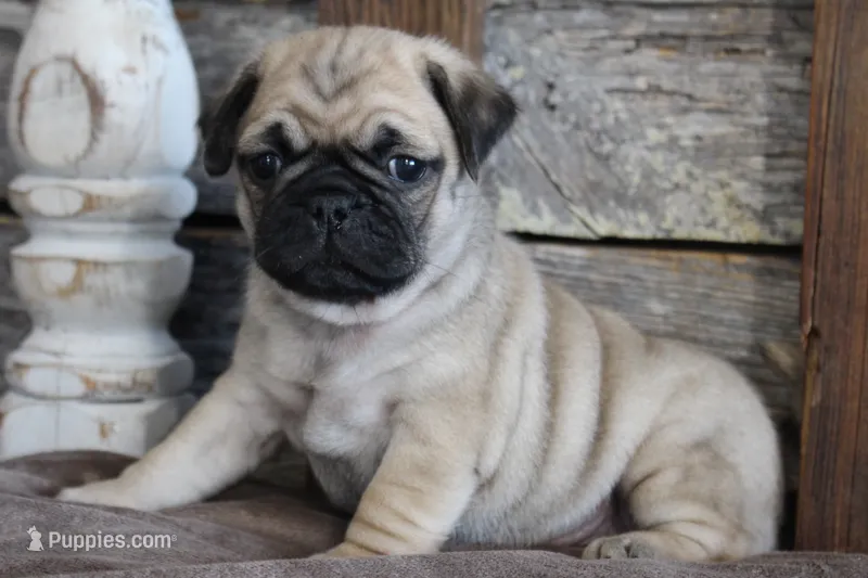 Phillip – Pug puppy for sale in West Plains, MO