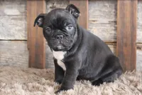 Foster, a male Frenchton for sale in West Plains, MO – 6 of 7