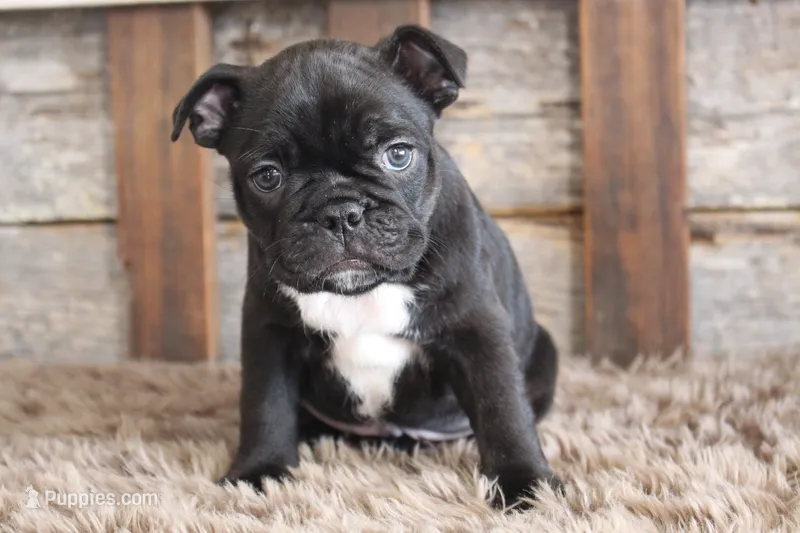 Foster, a male Frenchton for sale in West Plains, MO – 1 of 6
