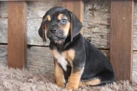 Billy, a male Beagle for sale in West Plains, MO – 2 of 4