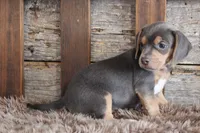 Bella, a female Beagle for sale in West Plains, MO – 7 of 7