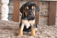 Billy, a male Beagle for sale in West Plains, MO – 3 of 4