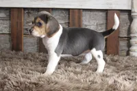 Betty, a female Beagle for sale in West Plains, MO – 5 of 8