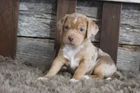 Mary, a female Beagle for sale in West Plains, MO – 8 of 9