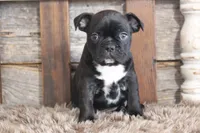 Frank, a male Frenchton for sale in West Plains, MO – 10 of 10