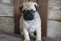 Phillip, a male Pug for sale in West Plains, MO – 4 of 6
