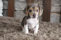 Blaire, a female Beagle for sale in West Plains, MO – 2 of 4