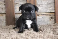 Fran, a female Frenchton for sale in West Plains, MO – 1 of 5