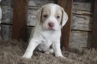 Mick, a male Beagle for sale in West Plains, MO – 2 of 7
