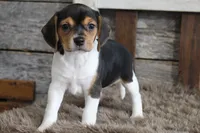 Mia, a female Beagle for sale in West Plains, MO – 4 of 6