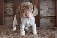 processed/92b48d51-cb42-45c8-8c29-7c245355d796/listing/5442eb3e-1a3c-4dbf-a9a9-1aacbfd8260c/9b4dffe1-367d-49a1-a60f-ae56de93013a