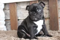 Foster, a male Frenchton for sale in West Plains, MO – 5 of 6
