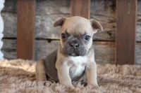 Fancy PRICE INCLUDES DELIVERY, a female French Bulldog for sale in West Plains, MO – Photo 4 of 5