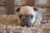 Fancy PRICE INCLUDES DELIVERY, a female French Bulldog for sale in West Plains, MO – Photo 5 of 5