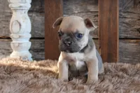 Fancy PRICE INCLUDES DELIVERY, a female French Bulldog for sale in West Plains, MO – Photo 3 of 5