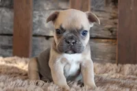 Fancy PRICE INCLUDES DELIVERY, a female French Bulldog for sale in West Plains, MO – Photo 1 of 5