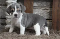 Marly, a female Beagle for sale in West Plains, MO – 5 of 8