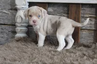 Mya, a female Beagle for sale in West Plains, MO – 5 of 6