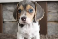 Brandy, a female Beagle for sale in West Plains, MO – 3 of 7