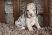 Brandon, a male Beagle for sale in West Plains, MO – 2 of 4