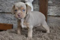 May, a female Beagle for sale in West Plains, MO – 5 of 10