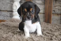 Berry, a male Beagle for sale in West Plains, MO – 2 of 4