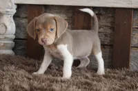 Barbie, a female Beagle for sale in West Plains, MO – 4 of 6