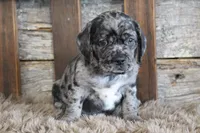 Dale, a male Puggle for sale in West Plains, MO – 3 of 5
