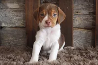 Bob, a male Beagle for sale in West Plains, MO – 5 of 5