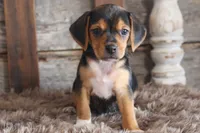 Barb, a female Beagle for sale in West Plains, MO – 2 of 5
