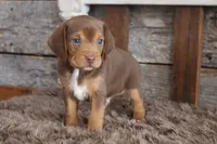 Hershey, a male Beagle for sale in West Plains, MO – 3 of 4