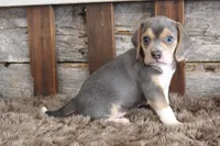 Ben, a male Beagle for sale in West Plains, MO – Photo 2 of 2