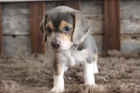 Ben, a male Beagle for sale in West Plains, MO – Photo 1 of 2