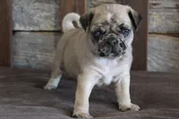 Prince, a male Pug for sale in West Plains, MO – 2 of 10