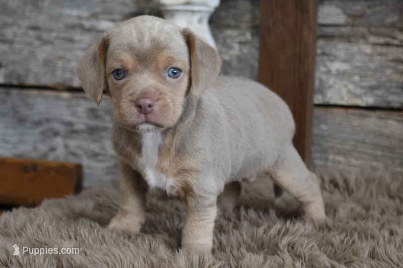 May – Beagle puppy for sale in West Plains, MO
