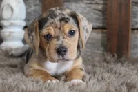 Mylo, a male Beagle for sale in West Plains, MO – 3 of 6