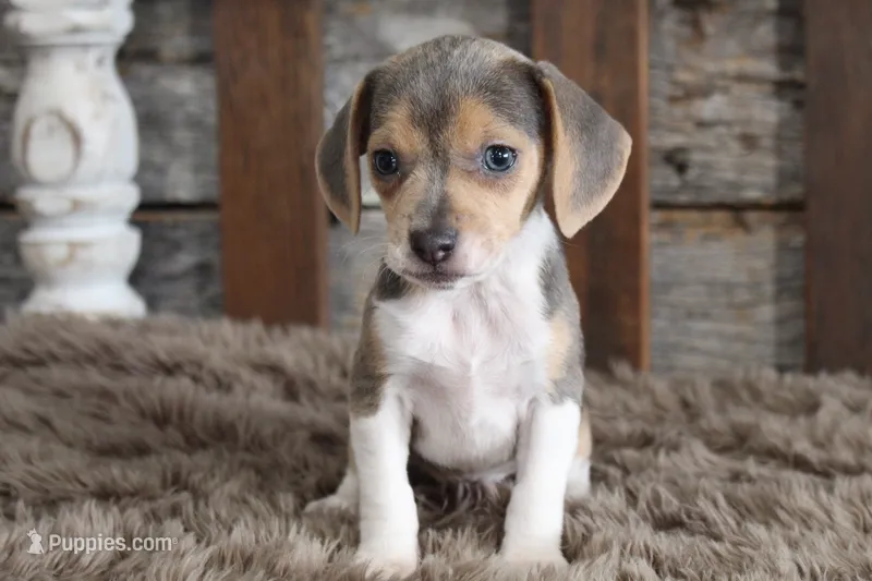Blaire, a female Beagle for sale in West Plains, MO – 1 of 4