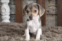 Blaire, a female Beagle for sale in West Plains, MO – 1 of 4