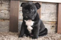 Foster, a male Frenchton for sale in West Plains, MO – 4 of 6