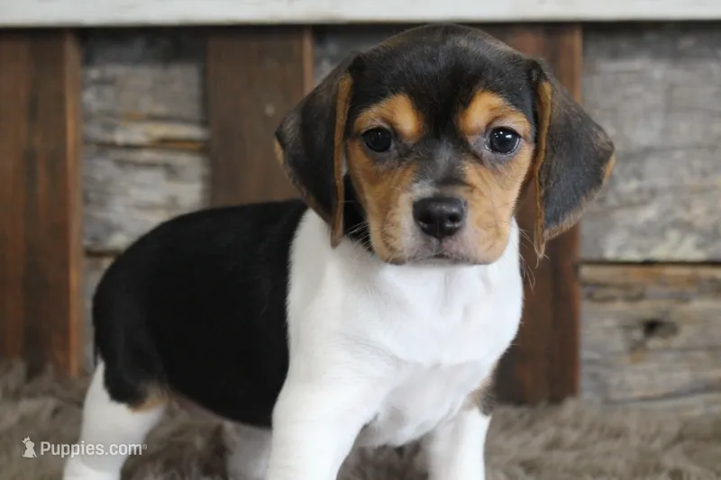 Mia – Beagle puppy for sale in West Plains, MO