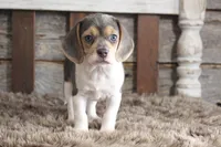 Betty, a female Beagle for sale in West Plains, MO – 2 of 8