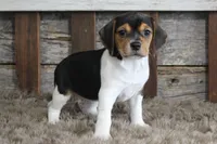 Mia, a female Beagle for sale in West Plains, MO – 6 of 6