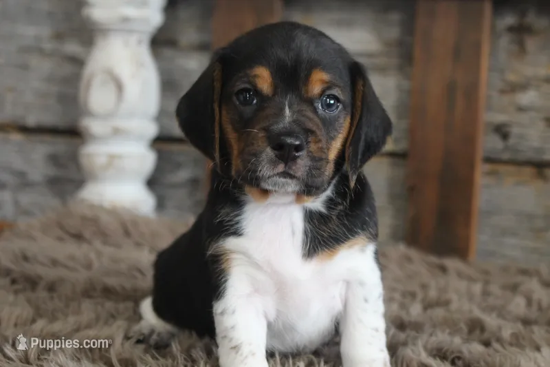 Berry – Beagle puppy for sale in West Plains, MO