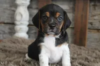 Berry, a male Beagle for sale in West Plains, MO – 1 of 4